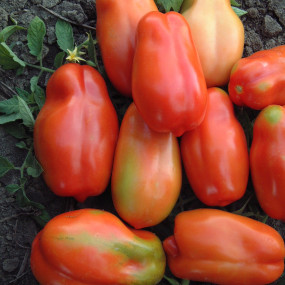 Tomato Scatolone - Organic Seeds