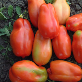 Tomato Scatolone (3) g 1 - Arcoiris organic and biodynamic seeds