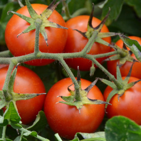 Tomato tondino maremmano g 1 - Arcoiris organic seeds