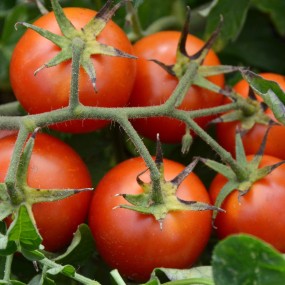 Tomato tondino maremmano g 1 - Arcoiris organic and biodynamnic seeds