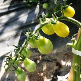 Tomato Yellow Pearshaped 1 g - Arcoiris organic and biodynamic seeds