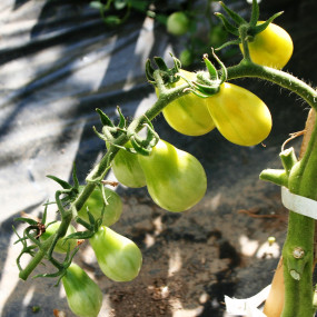 Tomato Yellow Submarine - Arcoiris organic seeds