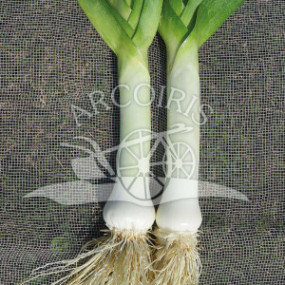 Leek Carentan 3 - Organic Seeds