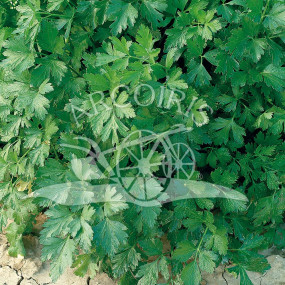 Parsley Comune 2 - Arcoiris organic seeds