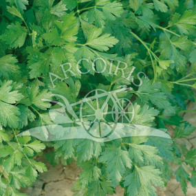 Parsley Italian Giant - Organic Seeds