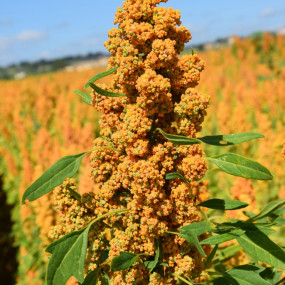Quinoa var. Quipu - Arcoiris organic seed