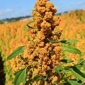 Quinoa var. Quipu - Organic Seeds