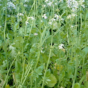 Horseradish - 25 Kg - Arcoiris organic seeds for green manure