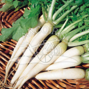 Ramolaccio  bianco Minowase summer cross 3 (Daikon) 25 g - Arcoiris sementi biologiche