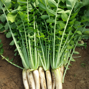 Ramolaccio (Daikon) lungo bianco da sovescio -  15 kg -  Arcoiris sementi biologiche