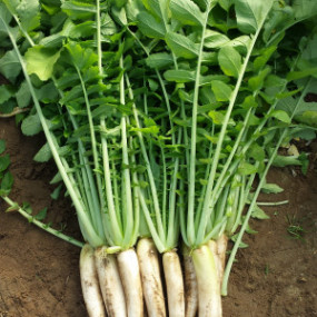 Radish Long White  (Daikon radish) - Organic Seeds