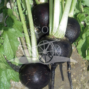 Round Black Radish of Winter - Organic Seeds