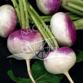 Turnip di Milano piatta a Colletto Viola 25 g - Arcoiris organic and biodynamic seeds