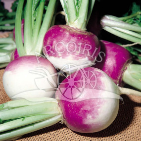 Purple Collar Round Turnip - Organic Seeds