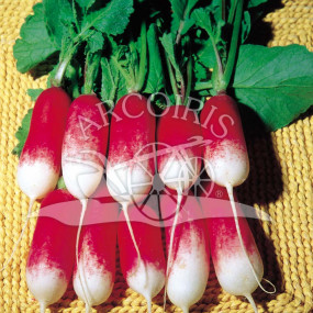 Radish Flamboyant Mezzo Lungo - Organic Seeds