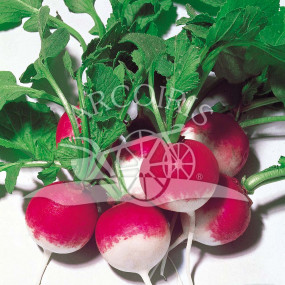 Radish Round Red with large White Tip - Organic Seeds