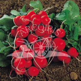 Ravanello Rosso Tondo Saxa 2 25 g - Arcoiris sementi biologiche