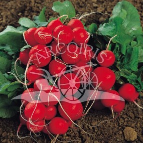 Radis Rosso Tondo Saxa 2 25 g - Arcoiris semences biologiques et biodynamiques