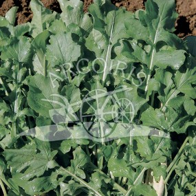 Rocket Salad Coltivata (Eruca sativa) 50 g - Arcoiris organic and biodynamic seeds