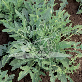 Rocket Salad Wild (Diplotaxis tenuifolia) - Organic Seeds