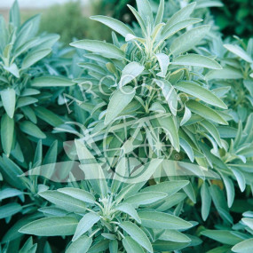 Sage (Salvia officinalis L.) - Organic Seeds