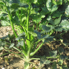 Celery Gigante di Romagna - Arcoiris organic seeds