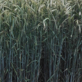 Segale Antonienskie 500 Kg - Arcoiris sementi biologiche