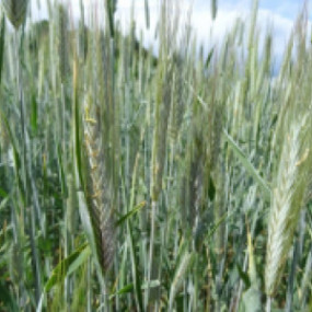 Segale Dukato 600 Kg - Arcoiris sementi biologiche