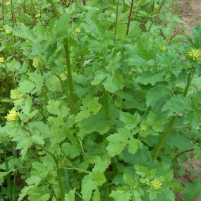 Mustard white 25 kg - Arcoiris organic seeds for bees and green manure