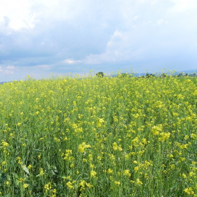 Senape Bruna Brassica  Juncea ISCI99 Arcoiris sementi biologiche