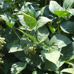 Soia - Organic Seeds