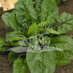 Giant Winter Spinach 500 g - Arcoiris organic seeds