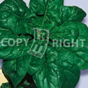Spinach Giant Winter - Organic Seeds