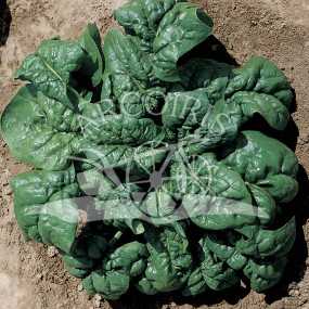 Spinach Matador - Arcoiris organic seeds