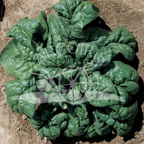 Spinach Matador - Organic Seeds