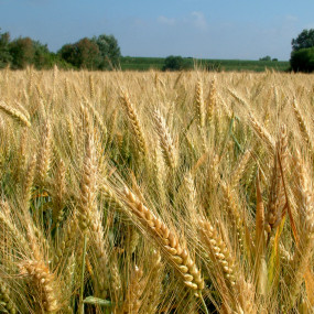 Common wheat TERRAMARE - 25 Kg - Organic and biodynamic seeds