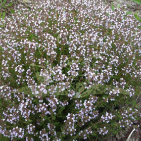 Timo (Tymus vulgaris) - Organic Seeds