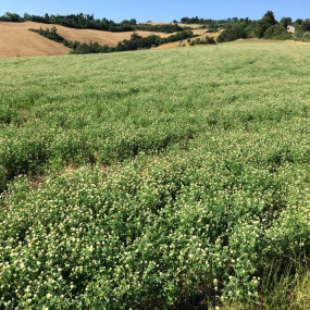 Clover Alessandrino - Arcoiris organic seeds