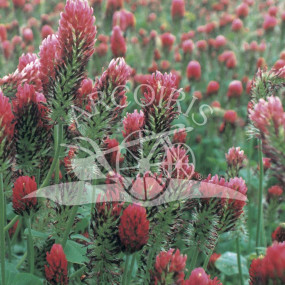 Clover incarnato - Organic seeds