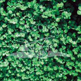 Clover nano repens - Arcoiris organic seeds