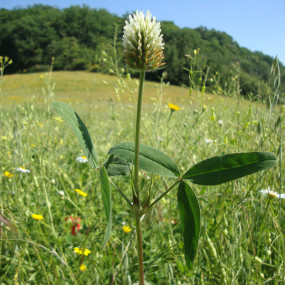 Squarrful clover - Organic seeds
