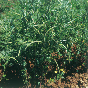 Trigonella (Fieno greco) - 100 Kg - Arcoiris sementi biologiche