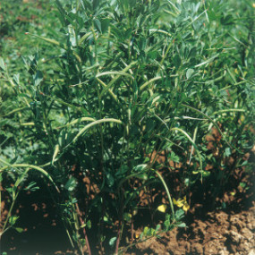 Clover Squarrful - Organic seeds(2)