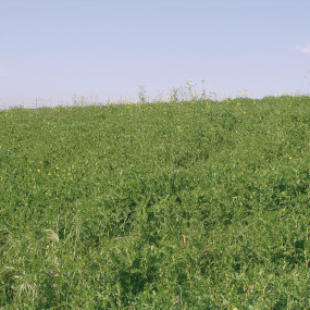 Vetch  Sativa  - Organic seeds