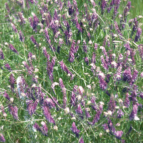 Vetch Villosa Minnie - Arcoiris organic seeds