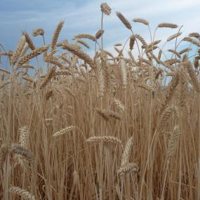 Bread Wheat Virgilio - Arcoiris organic seeds