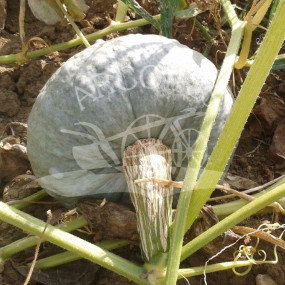 Pumpkin Beretta Piacentina - Arcoiris organic seeds