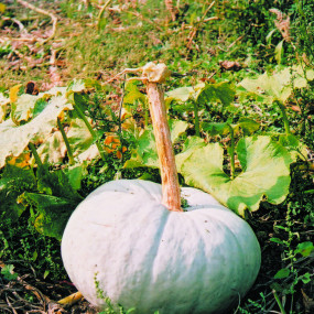 Pumpkin Bleu d'Hongrie (Hungarian Blue) - Organic Seeds