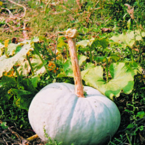 Zucca Bleu d'Hongrie (Blu d'Ungheria)  25 g - Arcoiris sementi biologiche