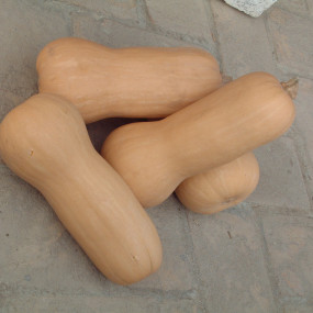 Zucca Butternut Liscia (Cucurbita moschata) 1 Kg - Arcoiris sementi biologiche